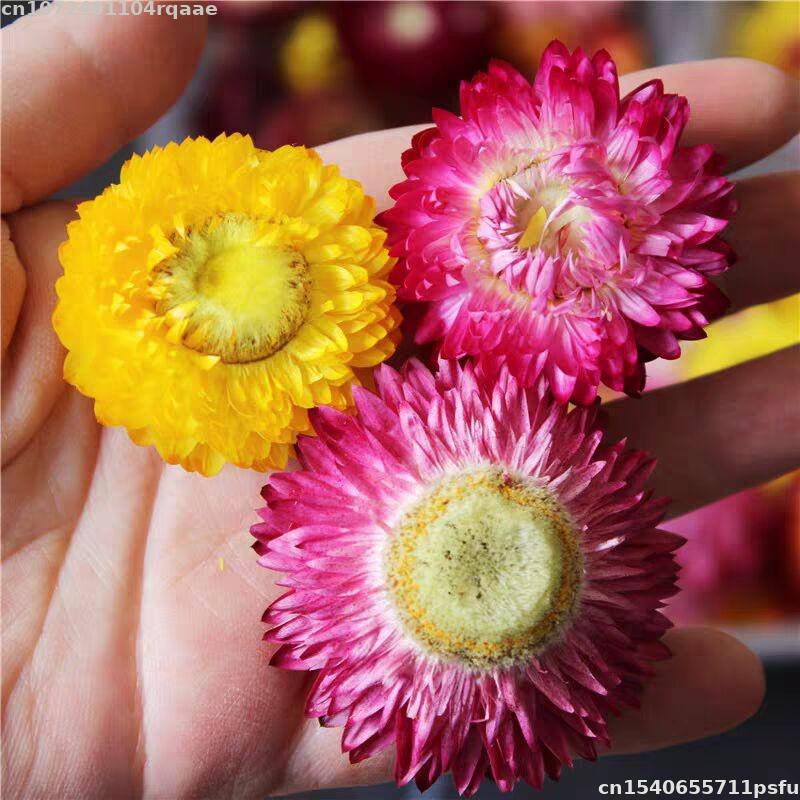 100% Natural Dried Flowers Bra - Candle Making Material Wholesale review and price