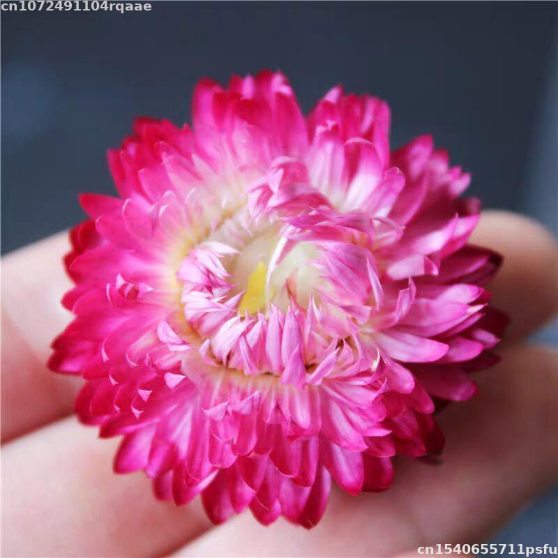 100% Natural Dried Flowers Bra - Candle Making Material Wholesale review and price